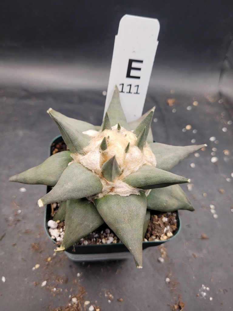 Ariocactus Retusus Confusus – Rare & Intriguing Stone Like Cactus In a 3.5" Pot, Over 4" Wide, Ships Bare Root #E111 - Image 2