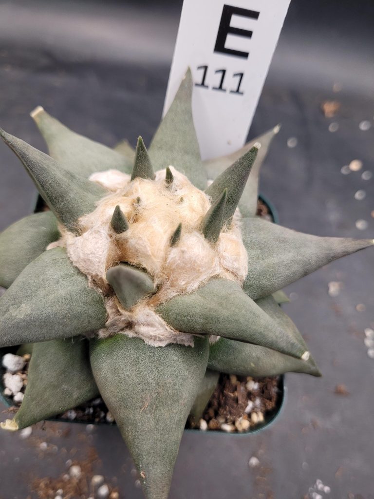 Ariocactus Retusus Confusus – Rare & Intriguing Stone Like Cactus In a 3.5" Pot, Over 4" Wide, Ships Bare Root #E111 - Image 6