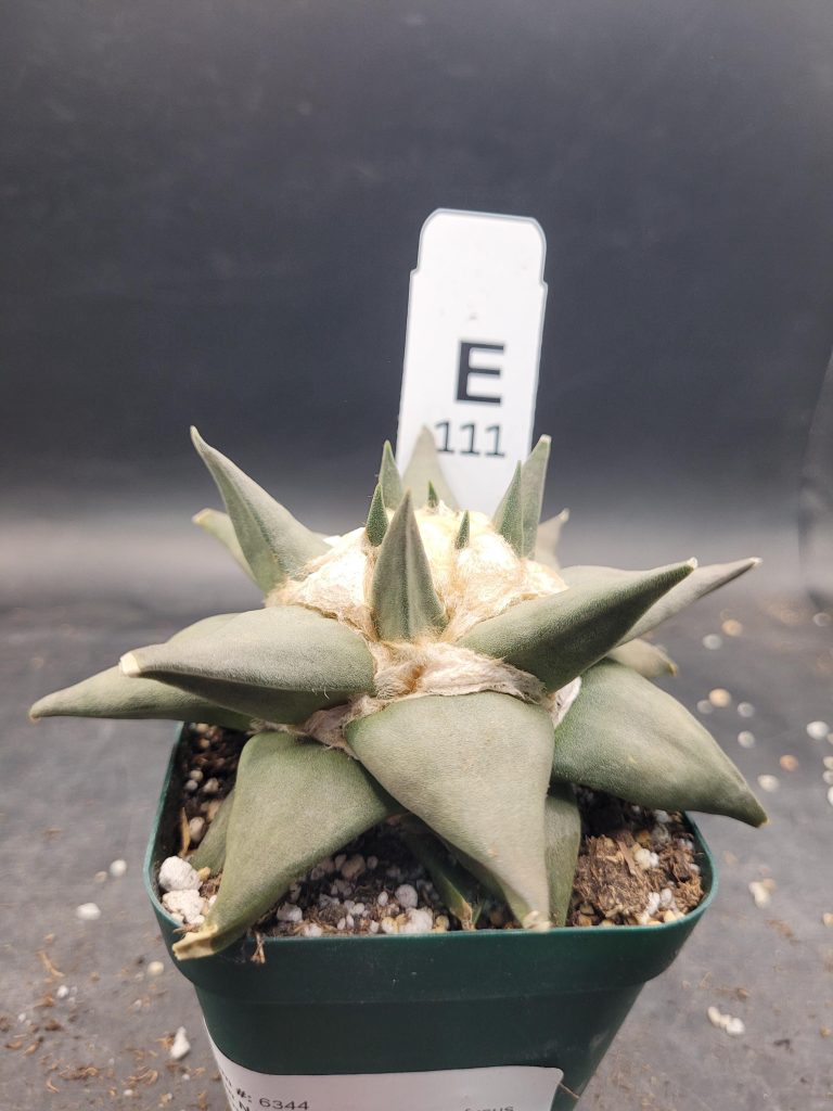 Ariocactus Retusus Confusus – Rare & Intriguing Stone Like Cactus In a 3.5" Pot, Over 4" Wide, Ships Bare Root #E111 - Image 3