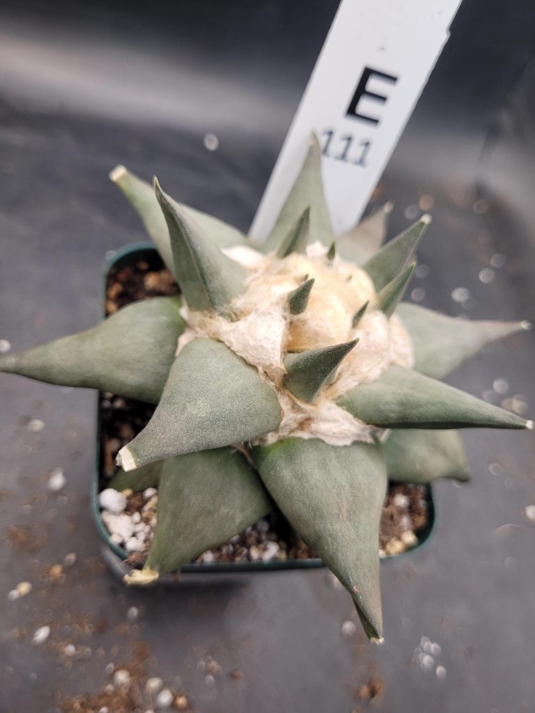 Ariocactus Retusus Confusus – Rare & Intriguing Stone Like Cactus In a 3.5" Pot, Over 4" Wide, Ships Bare Root #E111 - Image 7