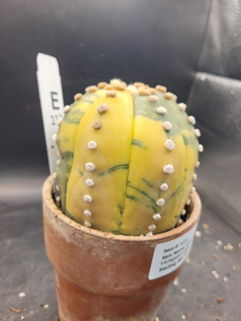 Variegated Astrophytum Star Cactus – Large & Tall (Approximately 5” x 4”) Unique #E112