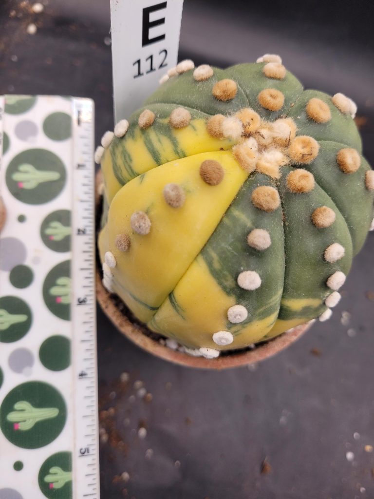 Variegated Astrophytum Star Cactus – Large & Tall (Approximately 5” x 4”) Unique #E112 - Image 6