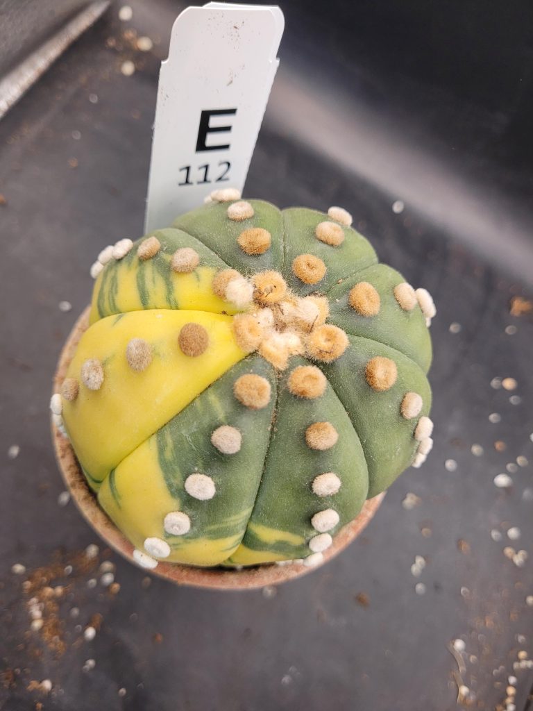 Variegated Astrophytum Star Cactus – Large & Tall (Approximately 5” x 4”) Unique #E112 - Image 4