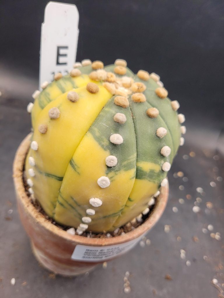 Variegated Astrophytum Star Cactus – Large & Tall (Approximately 5” x 4”) Unique #E112 - Image 7