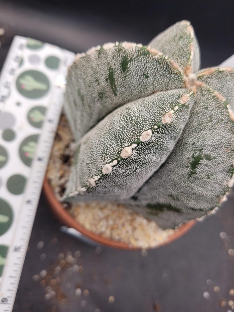 Astrophytum Myriostigma 'Onzuka' – Large Star Cactus in a 5-Inch Pot (4 Inches Tall), Ships Bare Root #E114 - Image 4