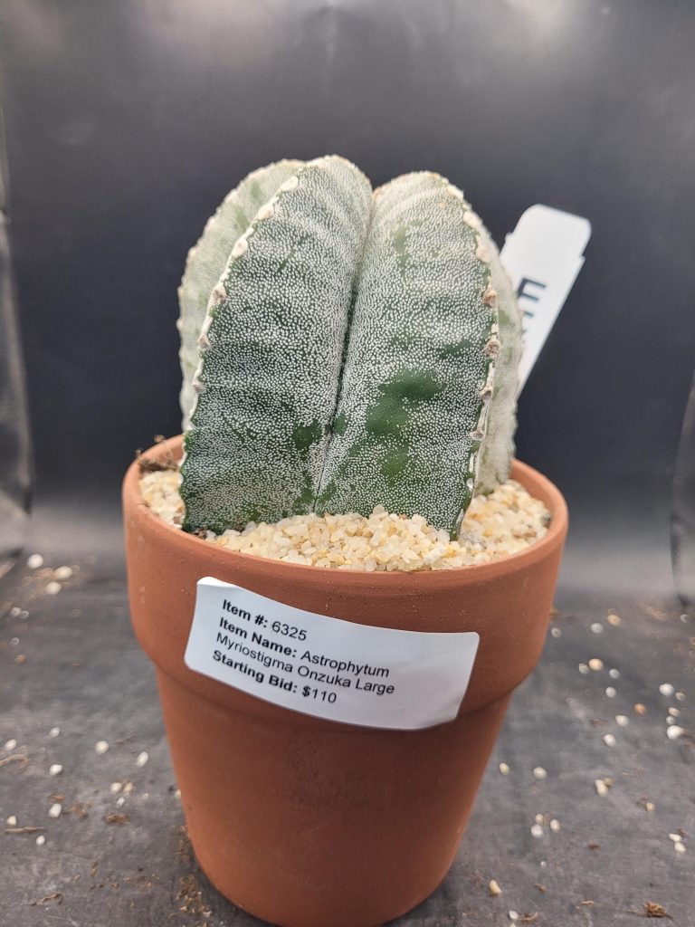 Astrophytum Myriostigma 'Onzuka' – Large Star Cactus in a 5-Inch Pot (4 Inches Tall), Ships Bare Root #E114 - Image 3