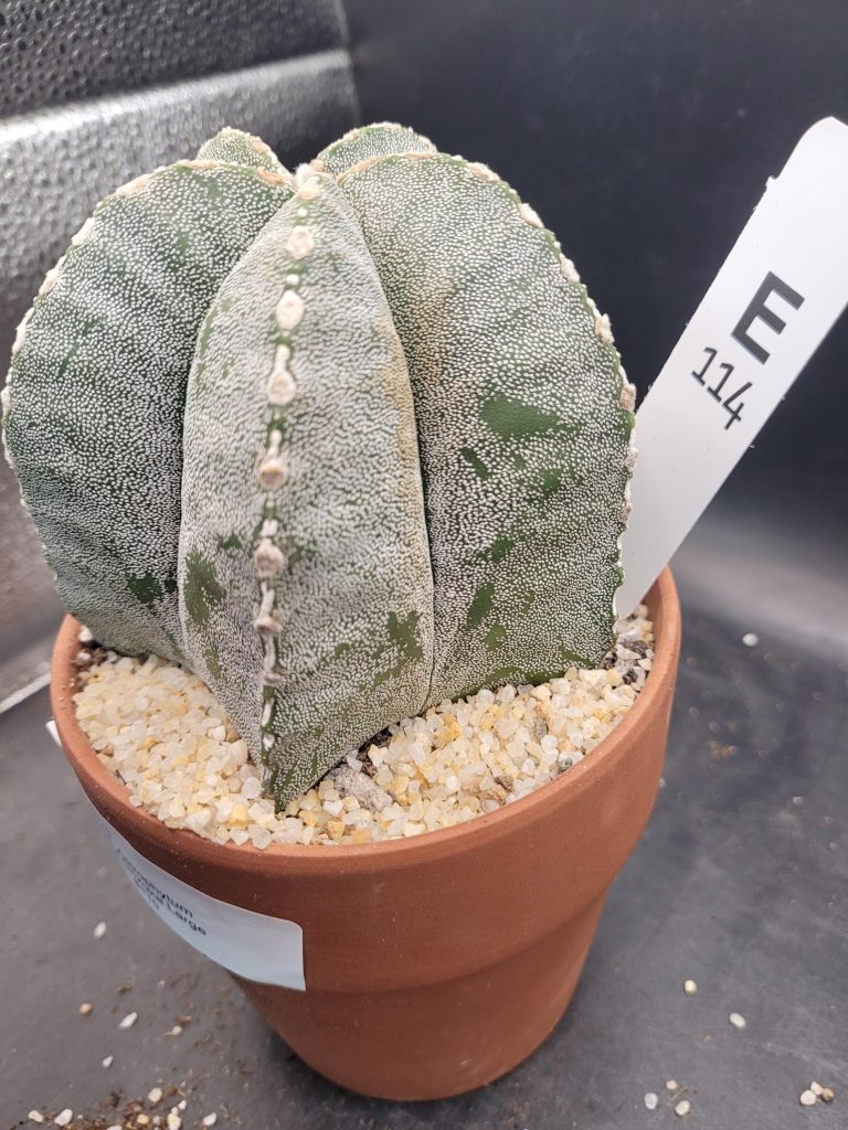 Astrophytum Myriostigma 'Onzuka' – Large Star Cactus in a 5-Inch Pot (4 Inches Tall), Ships Bare Root #E114 - Image 2