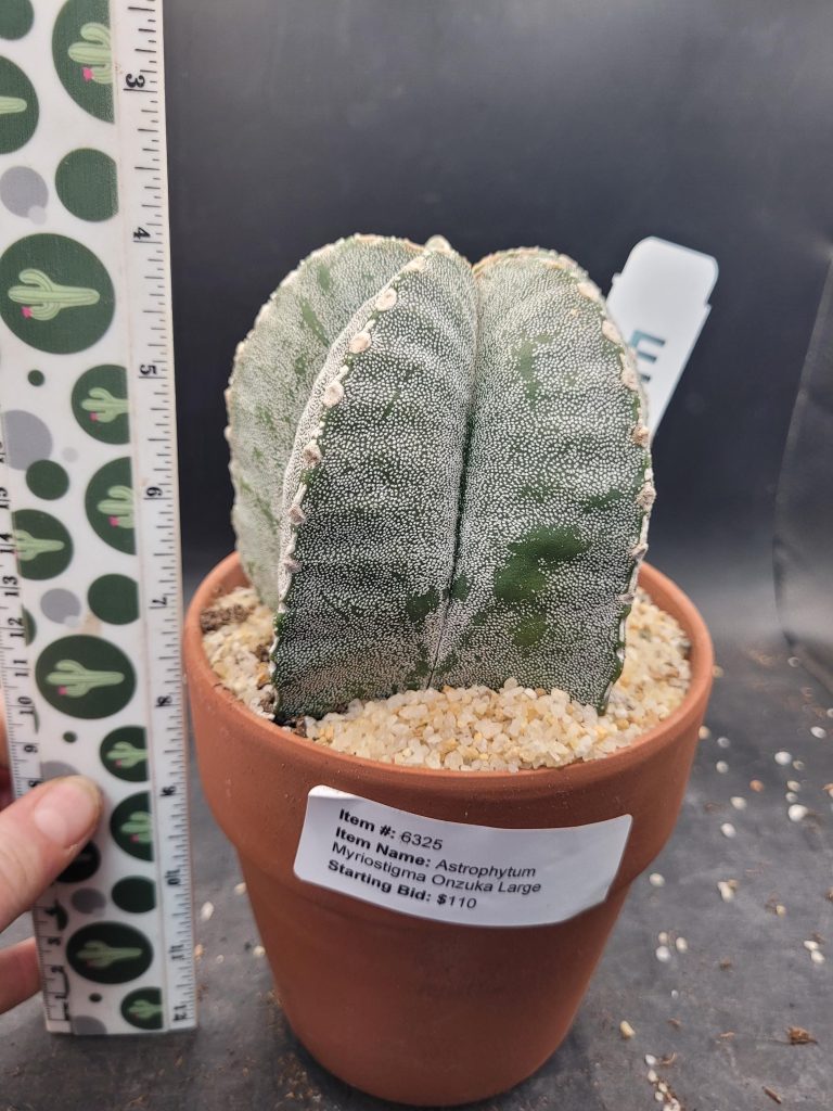 Astrophytum Myriostigma 'Onzuka' – Large Star Cactus in a 5-Inch Pot (4 Inches Tall), Ships Bare Root #E114 - Image 6