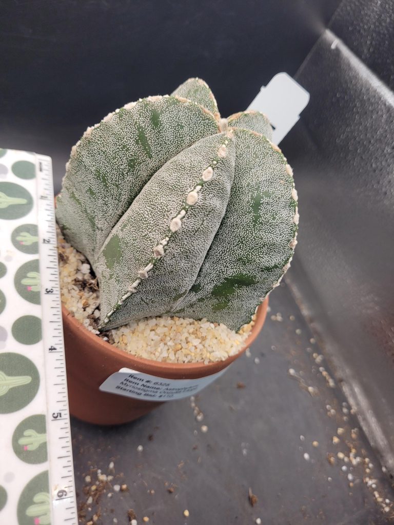 Astrophytum Myriostigma 'Onzuka' – Large Star Cactus in a 5-Inch Pot (4 Inches Tall), Ships Bare Root #E114 - Image 5