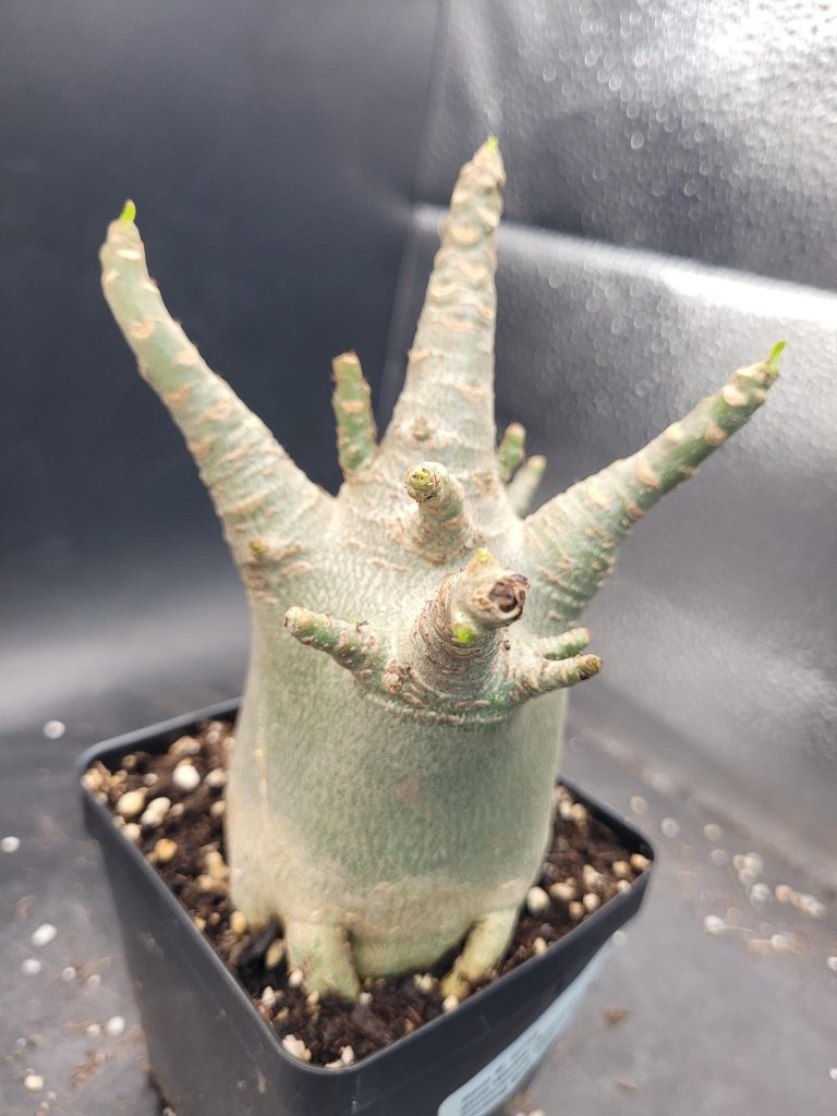 Adenium Arabicum Thai Socotranum – A Striking Desert Rose with a Stout Trunk, 5” Pot, Well-Developed Roots #115 - Image 2