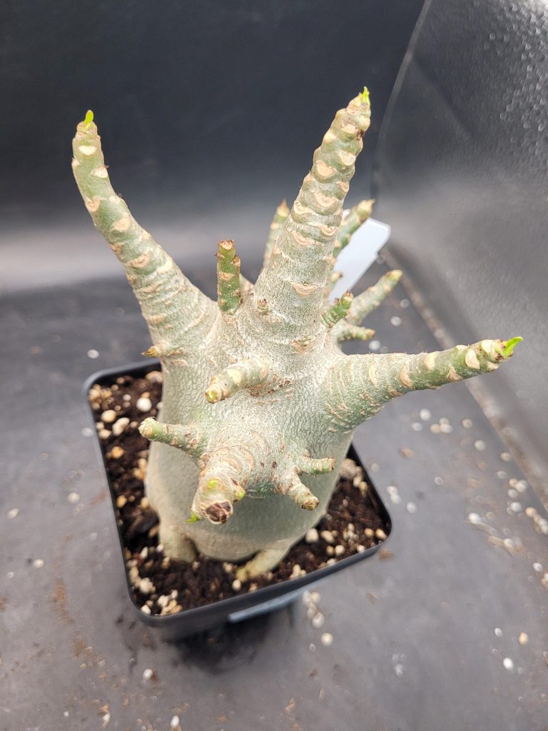 Adenium Arabicum Thai Socotranum – A Striking Desert Rose with a Stout Trunk, 5” Pot, Well-Developed Roots #115 - Image 3