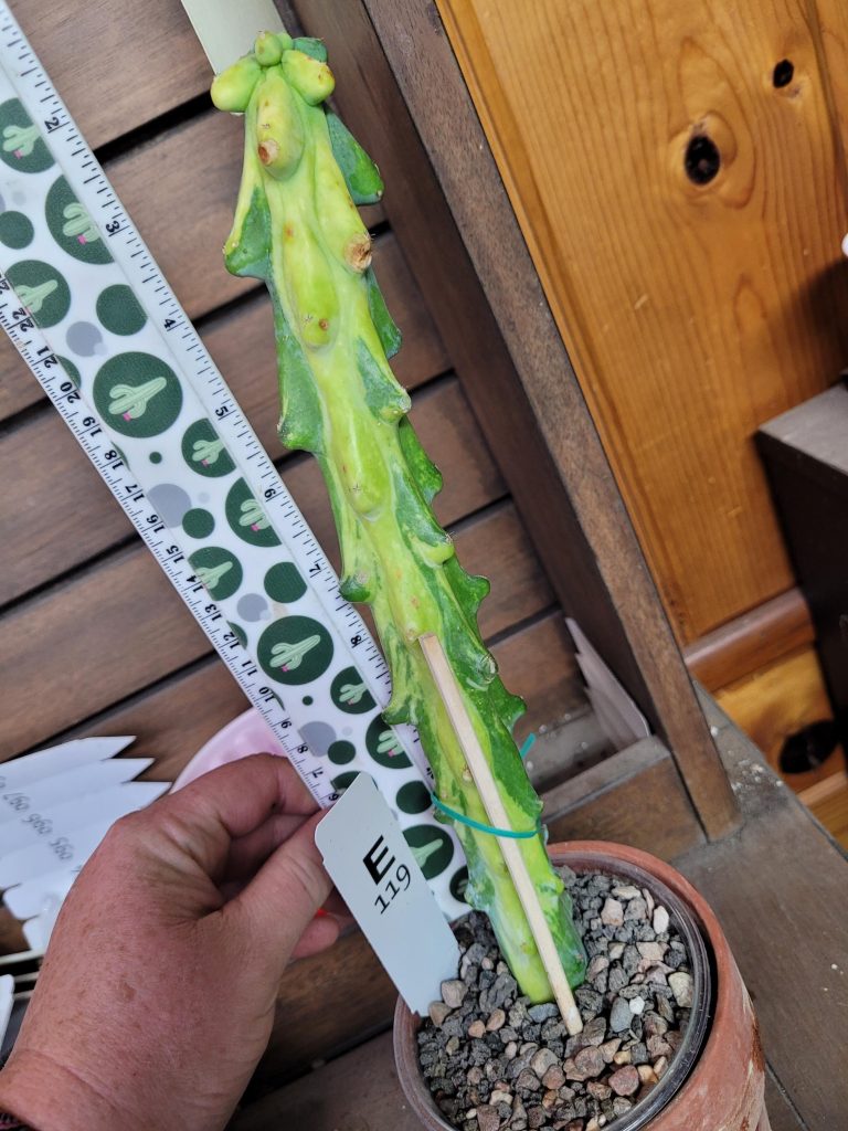 Variegated “Boobie Cactus” – 12+ Inch Tall, Rooted with Striking Yellow Streak Cacti #E119 - Image 5