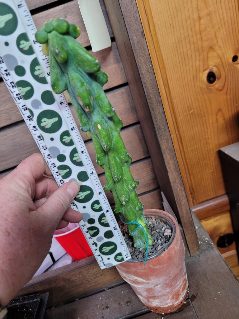 Variegated “Boobie Cactus” – 12+ Inch Tall, Rooted with Striking Yellow Streak Cacti #E119 - Image 3