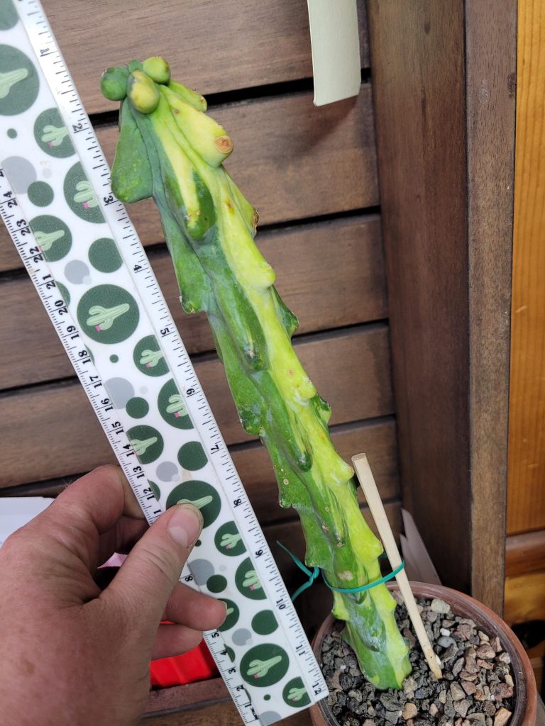 Variegated “Boobie Cactus” – 12+ Inch Tall, Rooted with Striking Yellow Streak Cacti #E119 - Image 2