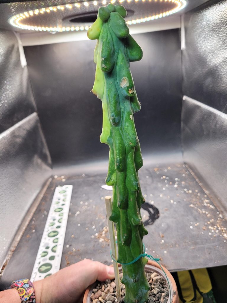 Variegated “Boobie Cactus” – 12+ Inch Tall, Rooted with Striking Yellow Streak Cacti #E119 - Image 8