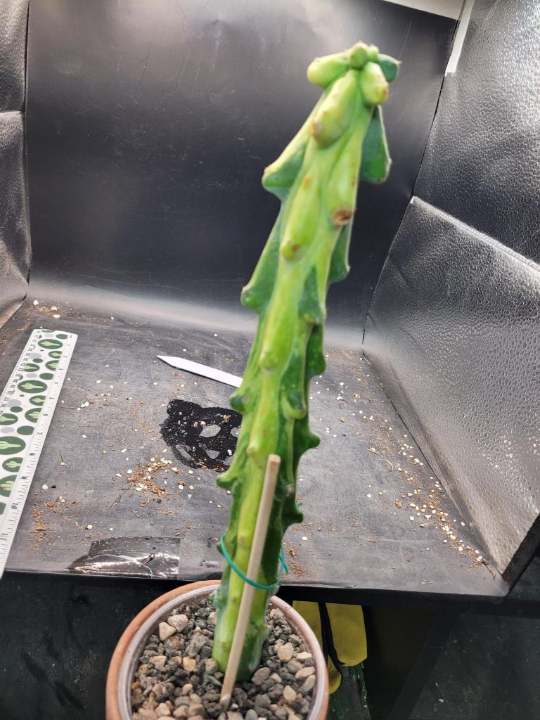 Variegated “Boobie Cactus” – 12+ Inch Tall, Rooted with Striking Yellow Streak Cacti #E119 - Image 7
