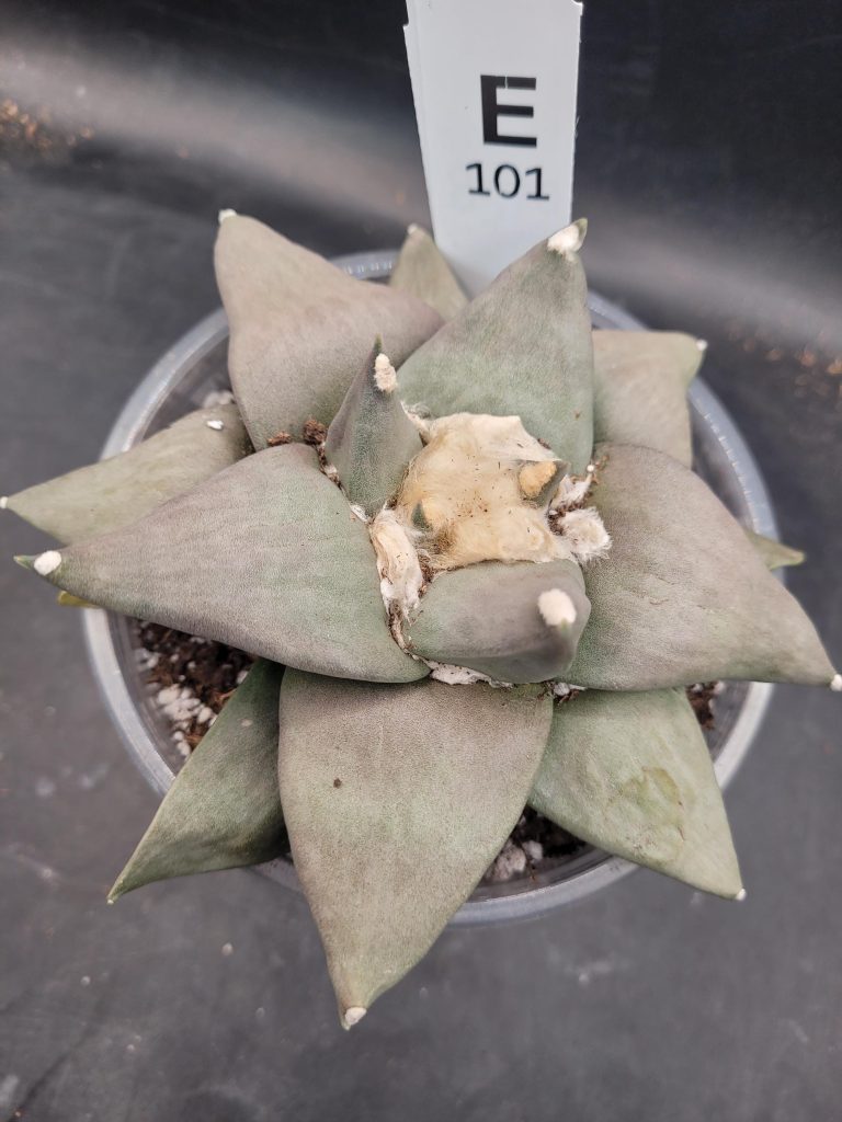 Rare Ariocarpus Retusus – 5” Wide, Well-Developed Specimen, Ships Bare Root #E-101