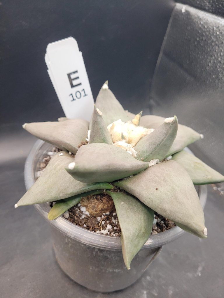 Rare Ariocarpus Retusus – 5” Wide, Well-Developed Specimen, Ships Bare Root #E-101 - Image 3