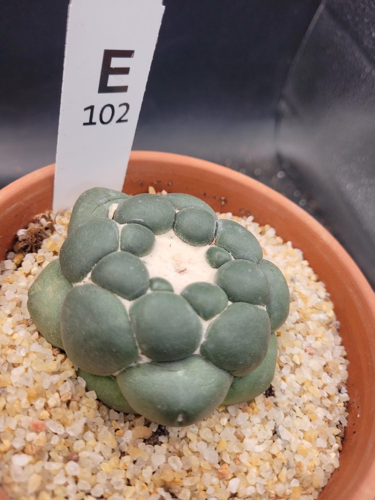 Coryphantha Elephantidens Inermis Seed Grown (NOT DEGRAFT) Cactus Shipped Bare Root, Unique Elephant Tooth #E102 - Image 2