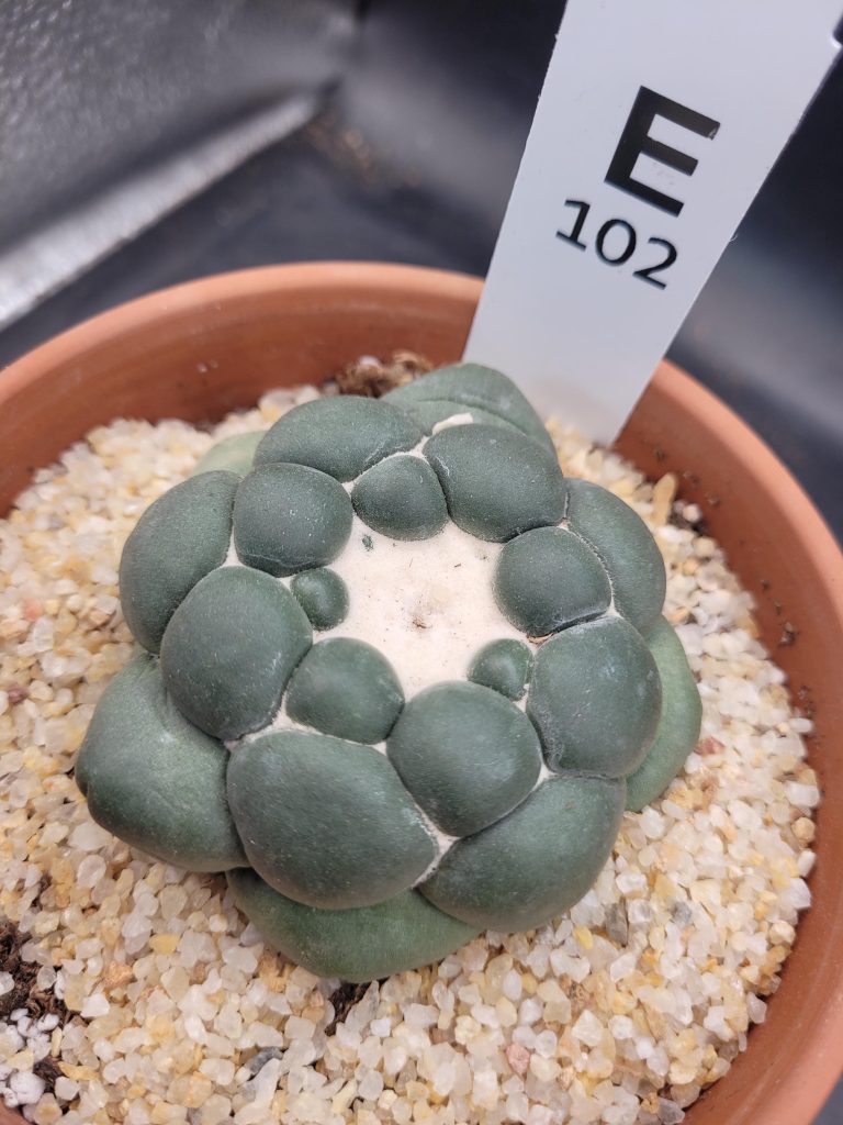 Coryphantha Elephantidens Inermis: Description & Care Guide