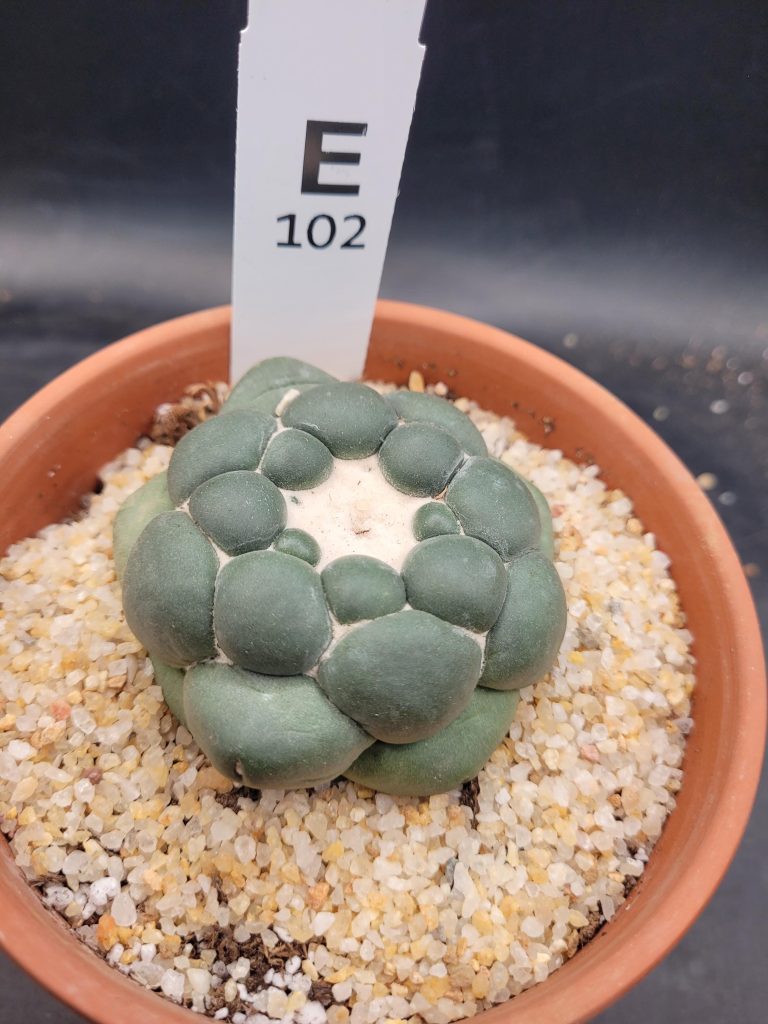 Coryphantha Elephantidens Inermis Seed Grown (NOT DEGRAFT) Cactus Shipped Bare Root, Unique Elephant Tooth #E102 - Image 4