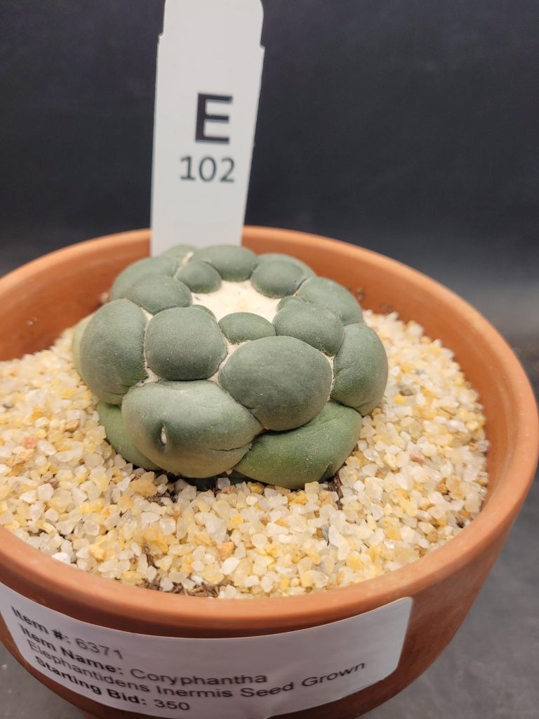 Coryphantha Elephantidens Inermis Seed Grown (NOT DEGRAFT) Cactus Shipped Bare Root, Unique Elephant Tooth #E102 - Image 3