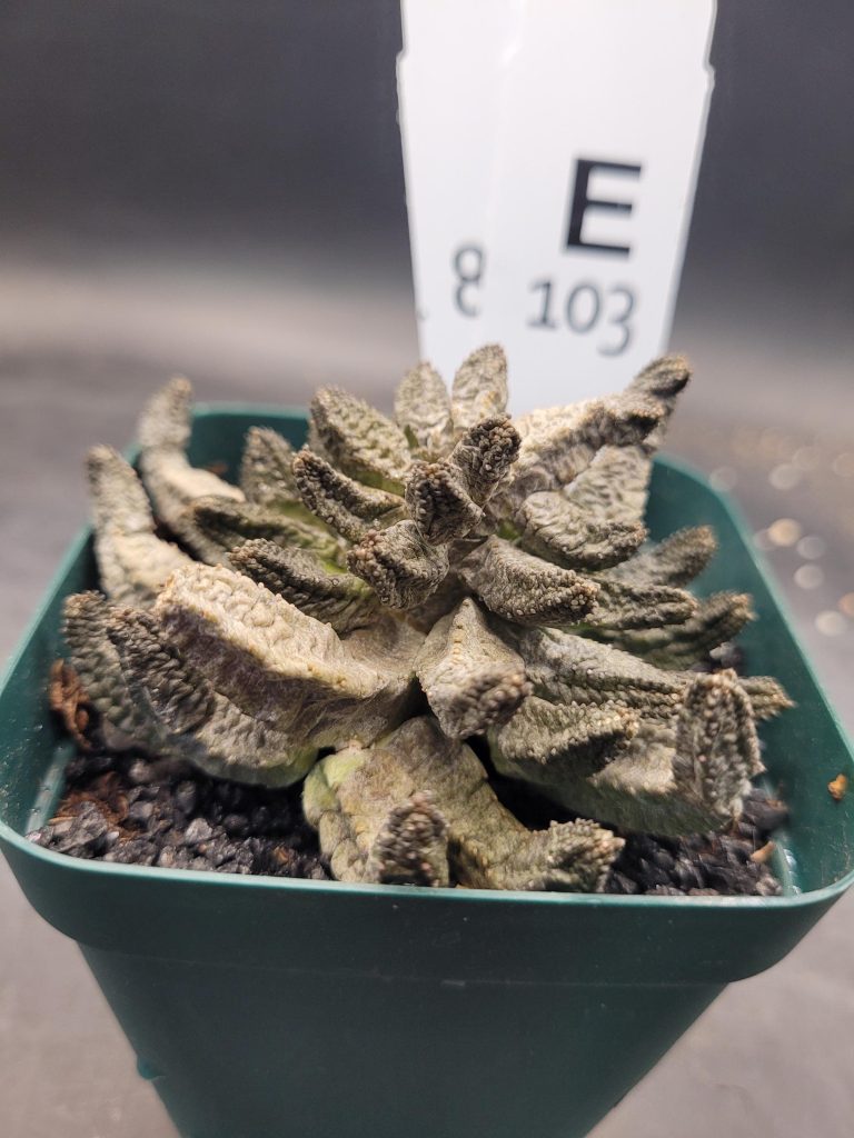 Pseudolithos McCoyi: A Captivating Alien-Like Succulent for Your Collection