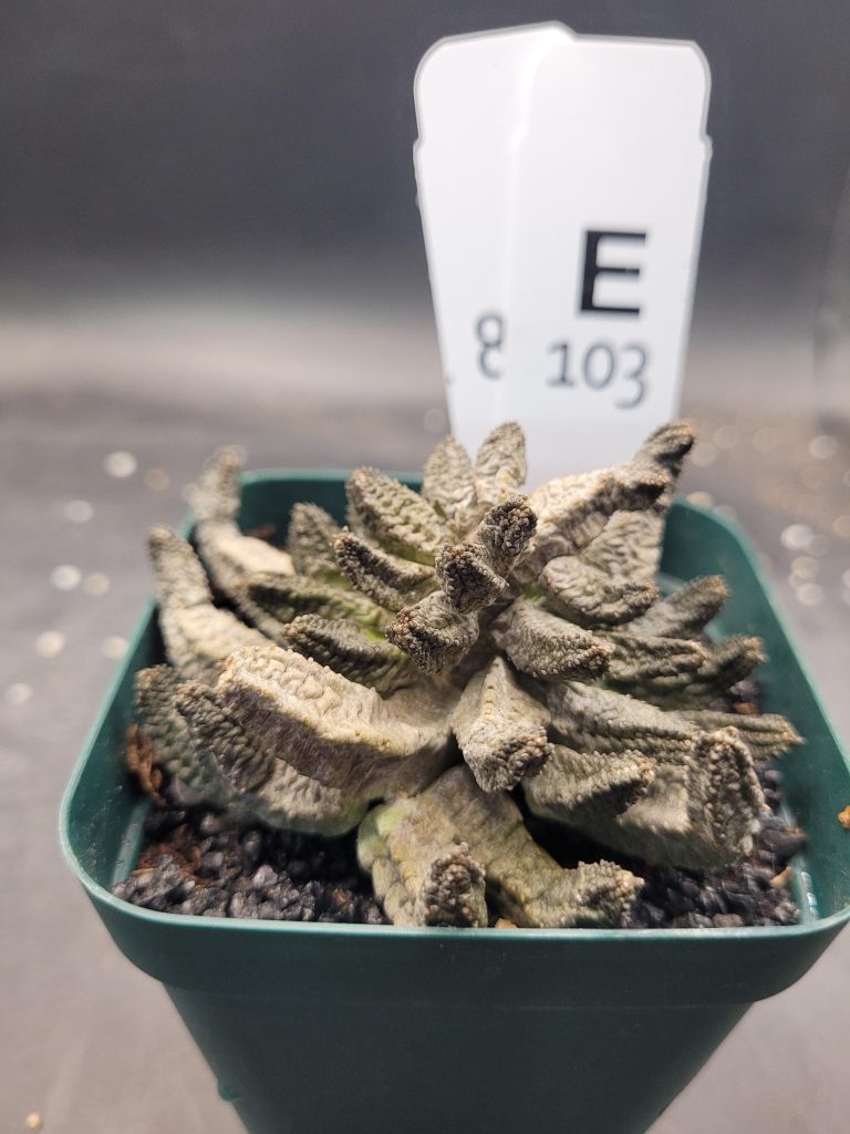 Pseudolithos McCoyi – Ultra-Rare Exotic Succulent, Ships Bare Root #E103 - Image 3