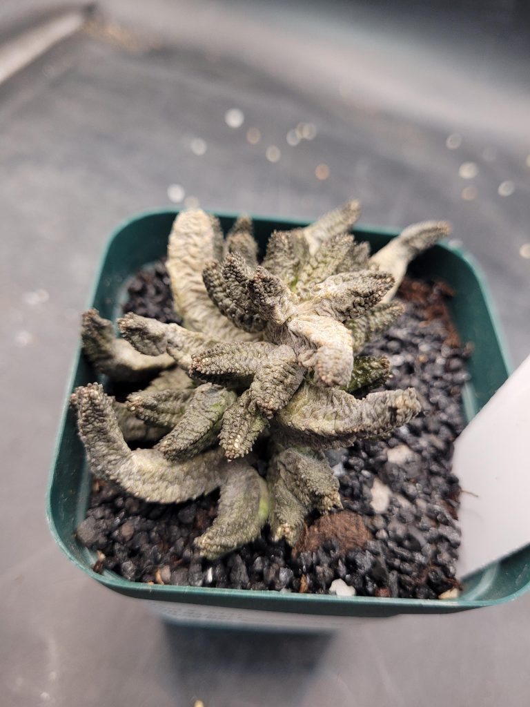Pseudolithos McCoyi – Ultra-Rare Exotic Succulent, Ships Bare Root #E103 - Image 2