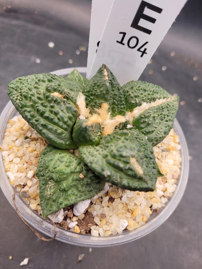 Ario ariocactus “Godzilla” – Rare and Spectacular Collector’s Cactus (5” Pot, Ships Bare Root) #E104