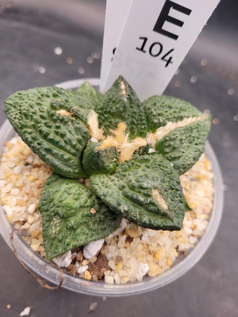 Ario ariocactus “Godzilla” – Rare and Spectacular Collector’s Cactus (5” Pot, Ships Bare Root) #E104 - Image 2