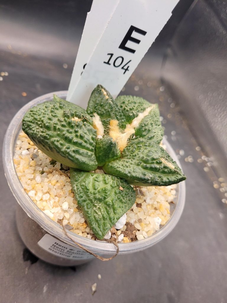Ario ariocactus “Godzilla” – Rare and Spectacular Collector’s Cactus (5” Pot, Ships Bare Root) #E104 - Image 6
