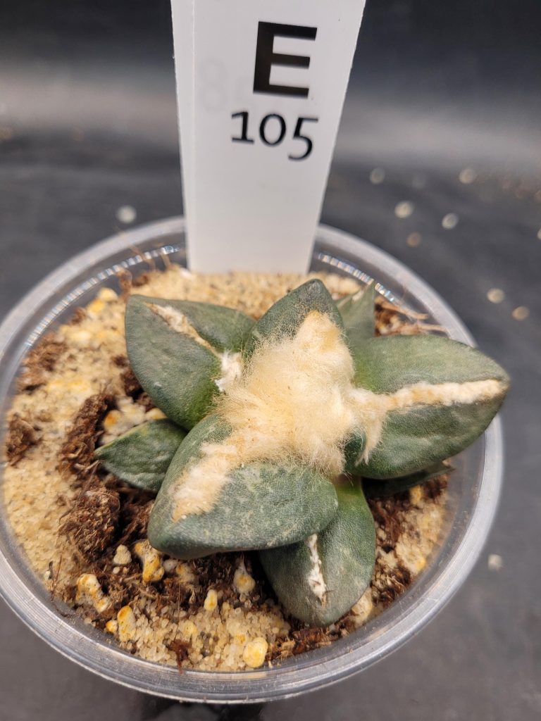 Ario ariocactus Fissuratus “Godzilla” x Ario “Maruibo” Hybrid – Rare Collector’s Cactus in a 5-Inch Pot, Ships Bare Root #E105