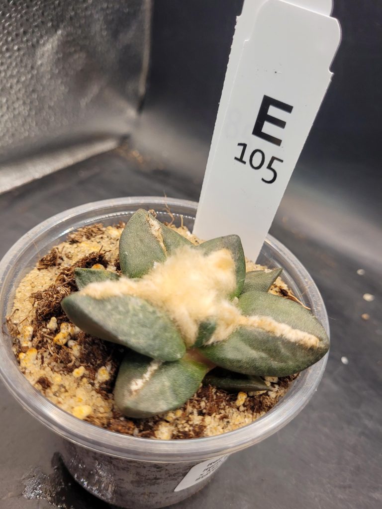 Ario ariocactus Fissuratus “Godzilla” x Ario “Maruibo” Hybrid – Rare Collector’s Cactus in a 5-Inch Pot, Ships Bare Root #E105 - Image 5