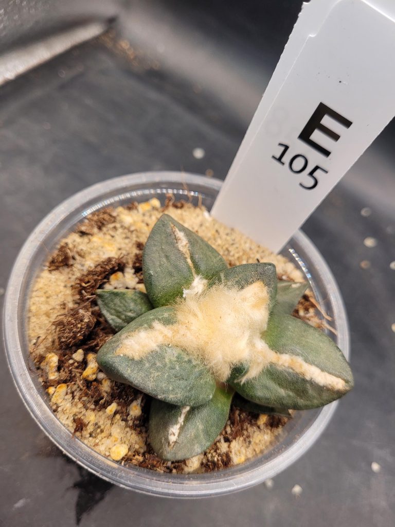 Ario ariocactus Fissuratus “Godzilla” x Ario “Maruibo” Hybrid – Rare Collector’s Cactus in a 5-Inch Pot, Ships Bare Root #E105 - Image 4