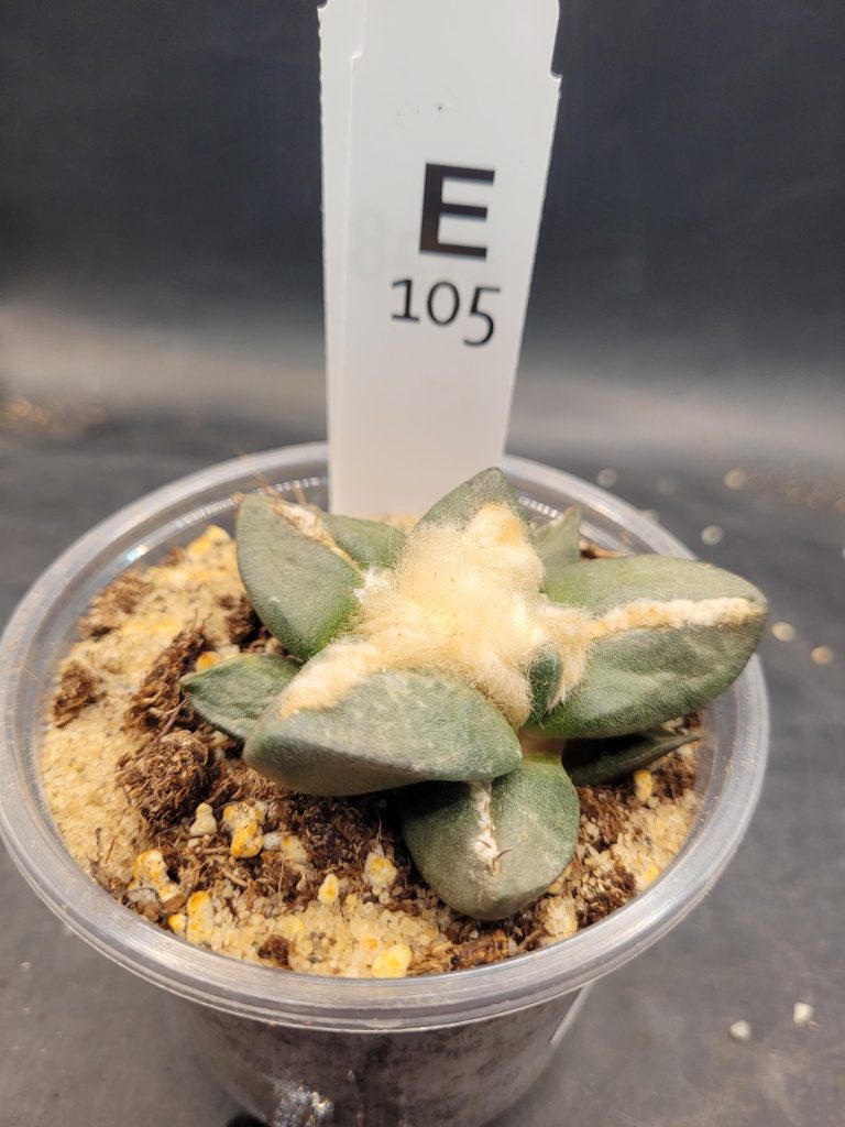 Ario ariocactus Fissuratus “Godzilla” x Ario “Maruibo” Hybrid – Rare Collector’s Cactus in a 5-Inch Pot, Ships Bare Root #E105 - Image 3