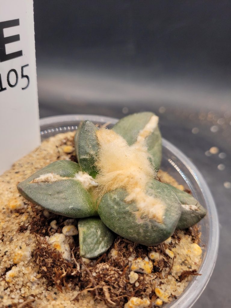 Ario ariocactus Fissuratus “Godzilla” x Ario “Maruibo” Hybrid – Rare Collector’s Cactus in a 5-Inch Pot, Ships Bare Root #E105 - Image 7