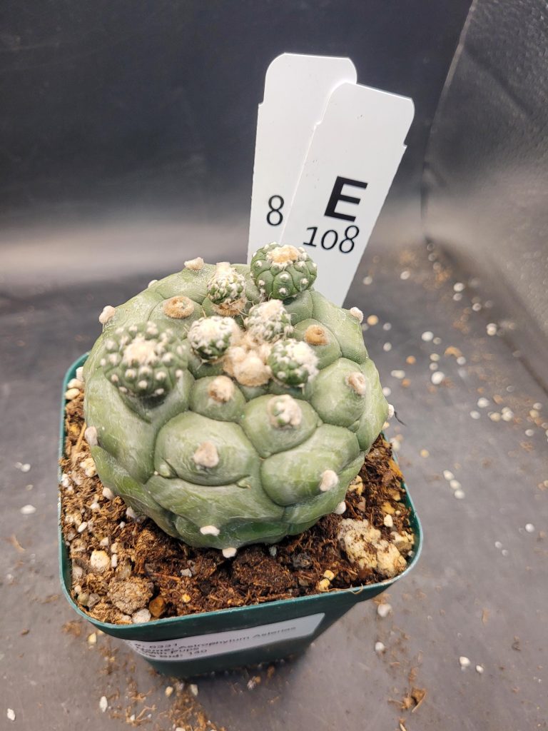 Astrophytum Kikko Large With Pups Unique Stunning Cactus Beautiful #E108 Live Cacti - 3.5 inch pot - Image 6