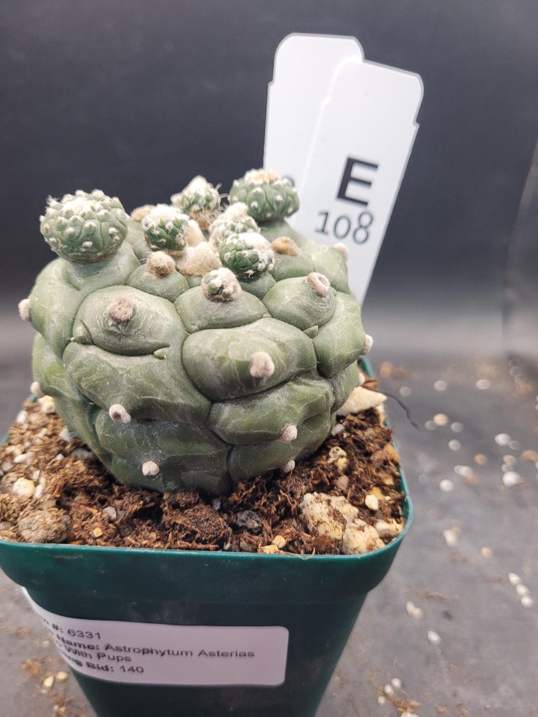 Astrophytum Kikko Large With Pups Unique Stunning Cactus Beautiful #E108 Live Cacti - 3.5 inch pot - Image 5