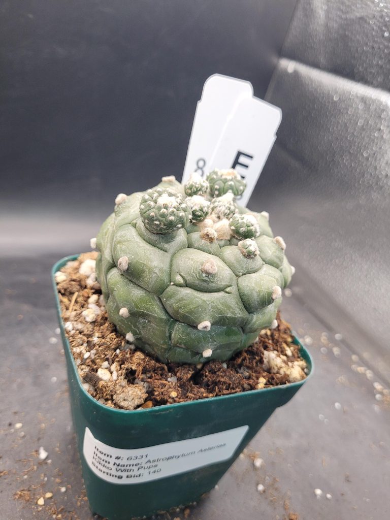 Astrophytum Kikko Large With Pups Unique Stunning Cactus Beautiful #E108 Live Cacti - 3.5 inch pot - Image 3