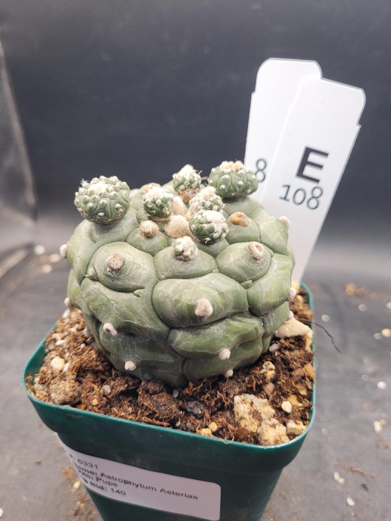 Astrophytum Kikko Large With Pups Unique Stunning Cactus Beautiful #E108 Live Cacti - 3.5 inch pot - Image 2