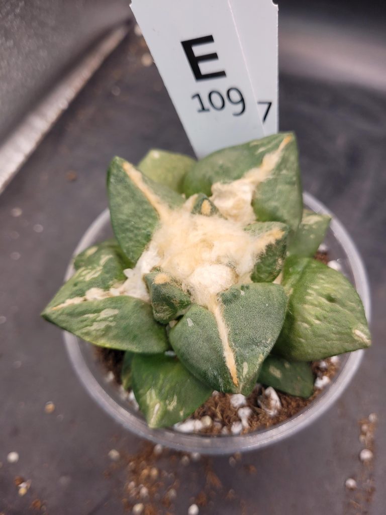Ario ariocactus “Godzilla” – Rare and Spectacular Collector’s Cactus (5” Pot, Ships Bare Root) #E109 - Image 4