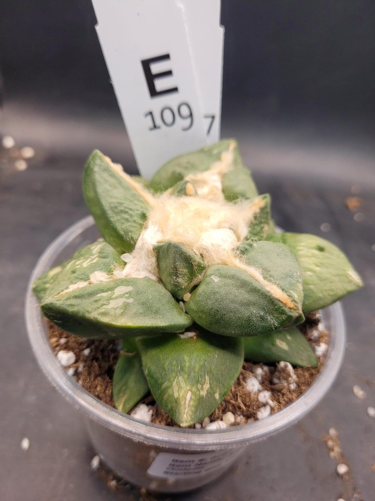 Ario ariocactus “Godzilla” – Rare and Spectacular Collector’s Cactus (5” Pot, Ships Bare Root) #E109 - Image 3