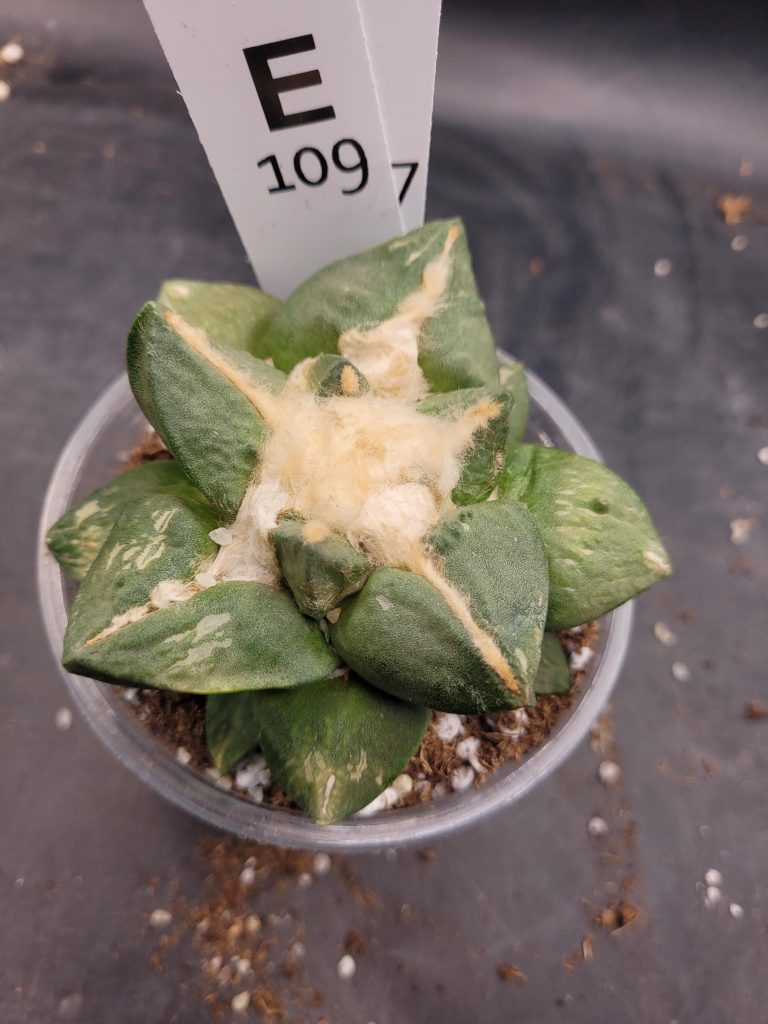 Ario ariocactus “Godzilla” – Rare and Spectacular Collector’s Cactus (5” Pot, Ships Bare Root) #E109 - Image 6