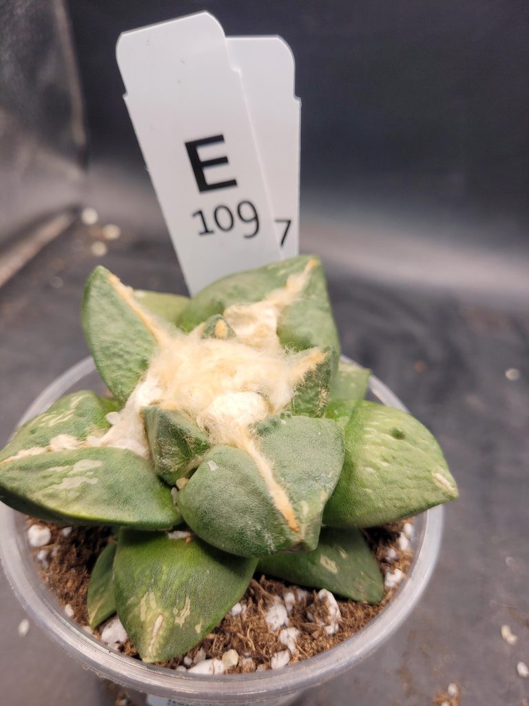 Ario ariocactus “Godzilla” – Rare and Spectacular Collector’s Cactus (5” Pot, Ships Bare Root) #E109 - Image 10