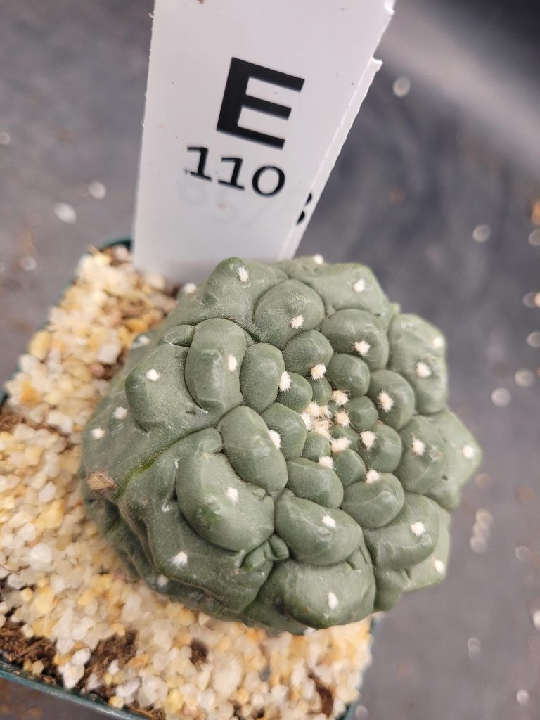 Astrophytum Kikko Large Unique Stunning Cactus Beautiful #E110 Live Cacti - 3.5 inch pot