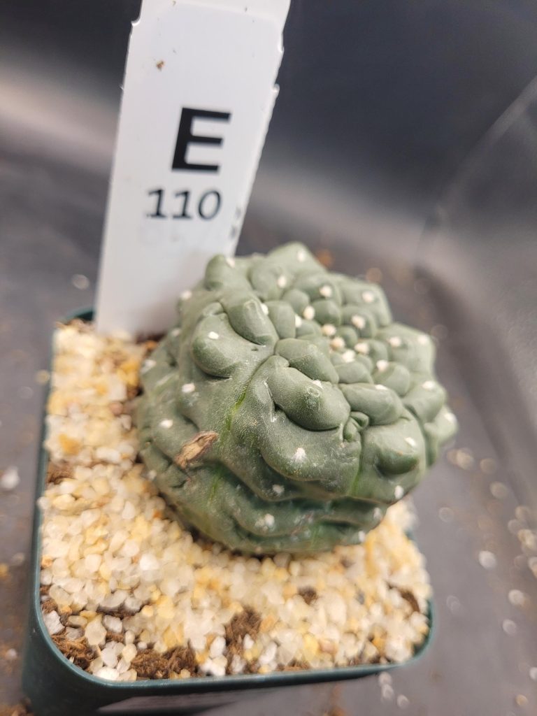 Astrophytum Kikko Large Unique Stunning Cactus Beautiful #E110 Live Cacti - 3.5 inch pot - Image 2