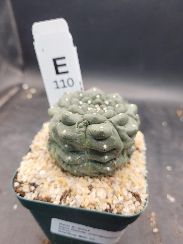 Astrophytum Kikko Large Unique Stunning Cactus Beautiful #E110 Live Cacti - 3.5 inch pot - Image 6