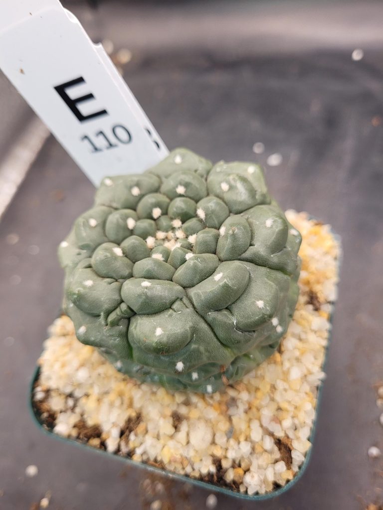 Astrophytum Kikko Large Unique Stunning Cactus Beautiful #E110 Live Cacti - 3.5 inch pot - Image 7