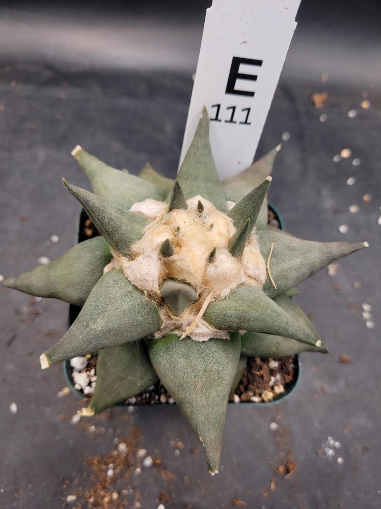 Ariocactus Retusus Confusus – Rare & Intriguing Stone Like Cactus In a 3.5" Pot, Over 4" Wide, Ships Bare Root #E111